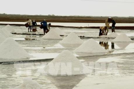 Chỉ đạo sản xuất niên vụ muối 2018