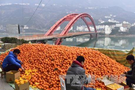 Nông thôn Trung Quốc sôi động với làn sóng khởi nghiệp