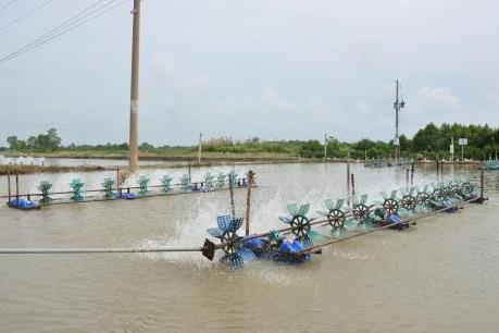 Cần sớm nhân rộng mô hình tiết kiệm điện trong nuôi tôm tại Sóc Trăng