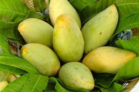 Kiên Giang chuẩn bị cho mùa xoài Tết