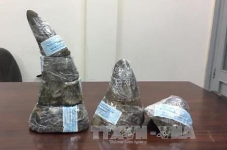 16 tổ chức bảo tồn kêu gọi xử nghiêm “trùm” buôn lậu sừng tê giác