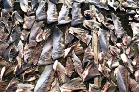 Thông tin của Đại sứ quán Việt Nam tại Chile về vụ việc vây cá mập