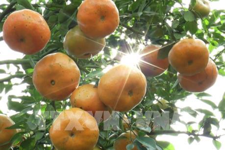 Quýt hồng trồng trong chậu phục vụ Tết hút hàng, giá cao