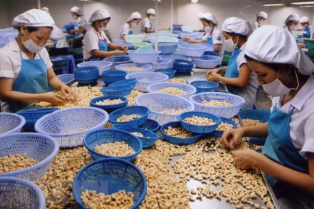 Ngành điều lo “sập bẫy” giá cao