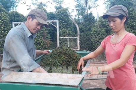 Ngành hồ tiêu trước áp lực tái cơ cấu