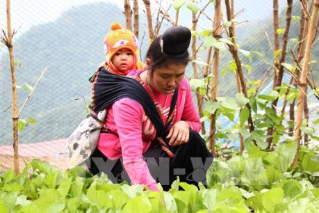 Cuộc sống của người dân vùng lũ Mường La, Sơn La dần hồi sinh