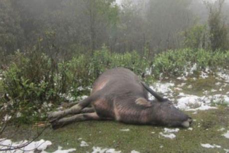 Điện Biên thiệt hại gần 7 tỷ đồng do ảnh hưởng của đợt rét đậm, rét hại đầu năm 2018