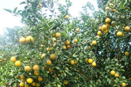 Công ty TNHH một thành viên Cao Phong (Hòa Bình) lựa chọn nhà đầu tư chiến lược