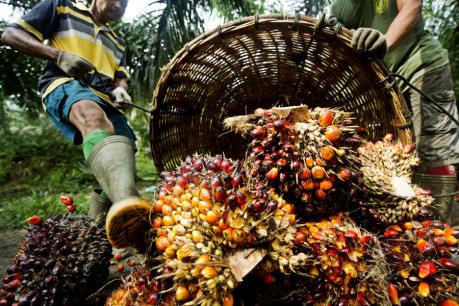 Lệnh cấm sử dụng của EU gây khó cho ngành dầu cọ Malaysia
