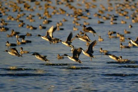 Bùng phát dịch cúm A/H1N1 ở Triều Tiên