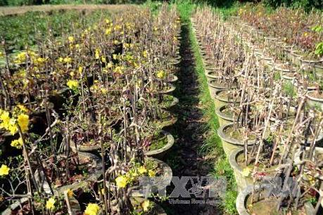 Thời tiết bất thường, nhiều nhà vườn trồng mai "đứng ngồi không yên"