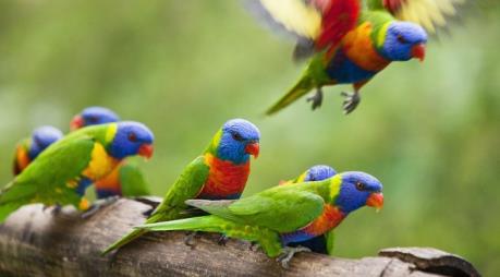 Biến đổi khí hậu: Nhiệt độ toàn cầu tăng làm thay đổi vóc dáng của loài chim