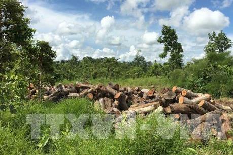 Kon Tum: Phát hiện vụ phá rừng ở vùng giáp ranh
