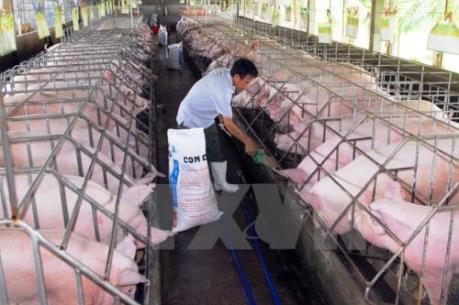 Cận Tết giá lợn nhích lên ​