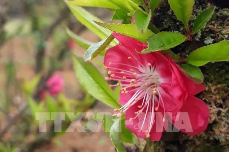 Đào quý thất thốn 30 triệu đồng/cây vẫn chưa đủ "cầu"
