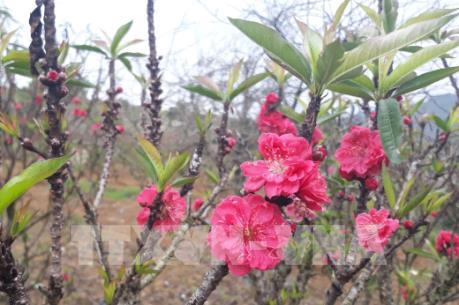 Lần đầu tiên tổ chức Lễ hội Hoa đào Xứ Lạng