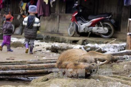 Xuất hiện trâu bò chết rét ở Trạm Tấu - Yên Bái