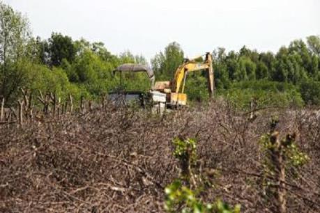 Cà Mau đã có báo cáo nhanh về vụ phá rừng bãi bồi để nuôi sò huyết