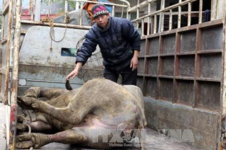 Công điện của Thủ tướng về phòng, chống rét đậm, rét hại