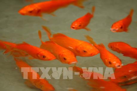 Thị trường tiêu dùng sôi động ngày ông Công, ông Táo