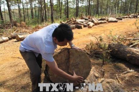 Cần sớm điều tra, xử lý nghiêm việc phá rừng cộng đồng ở Đắk Nông
