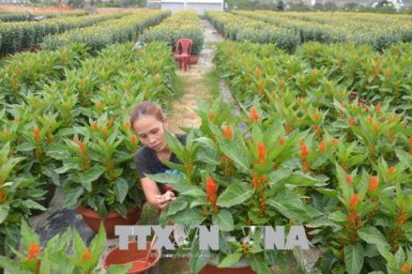 Người trồng hoa Đà Nẵng được mùa hoa Tết