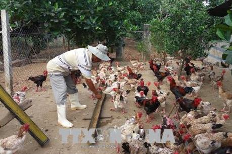 Bà Rịa-Vũng Tàu: Tiềm năng phát triển thị trường gà Đông Tảo