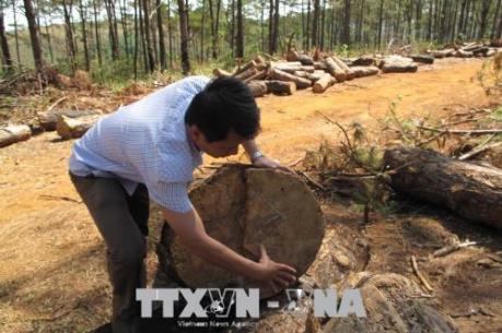 Đắk Nông tìm biện pháp ngăn chặn, xử lý tình trạng phá rừng