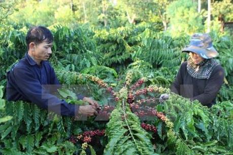 Đắk Lắk tháo gỡ khó khăn cho doanh nghiệp