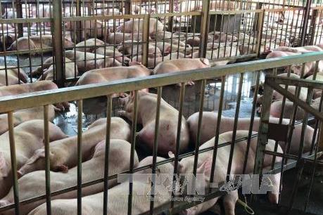 Tp. Hồ Chí Minh cho phép cơ sở giết mổ gia súc Xuyên Á hoạt động trở lại