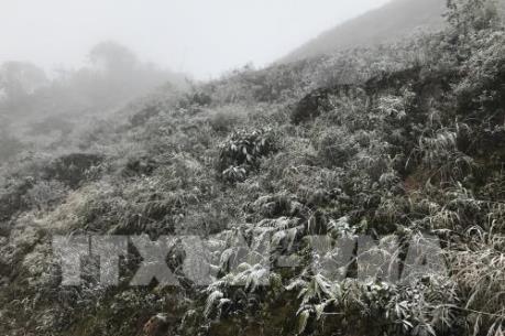 Làm gì để chống rét cho mạ, lúa Đông Xuân 2017-2018?