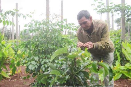 Tiền Giang chuyển đổi đất trồng lúa sang các mô hình đa canh