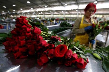 Colombia sẽ xuất khẩu 600 triệu cành hoa sang Mỹ trong dịp Valentine