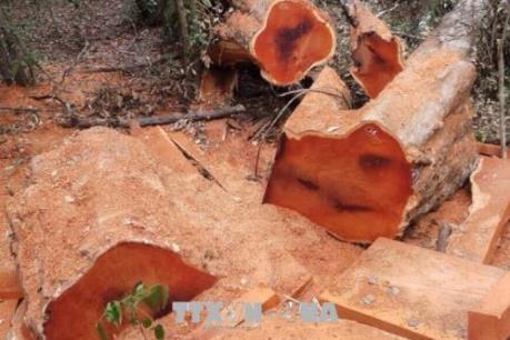 Điều tra vụ phá rừng trái phép tại Tiểu khu 408-Vườn quốc gia Yok Đôn, Đắk Lắk