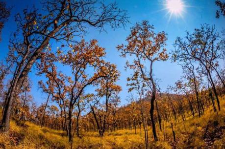 Lần đầu tiên phát hiện cây trà hoa đỏ tại Việt Nam ​