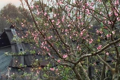 Những lời chúc Tết Nguyên đán Giáp Thìn 2024 hay và dí dỏm