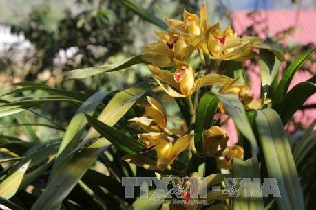 Nhiều vườn lan ở Bà Rịa- Vũng Tàu thất thu do thời tiết bất lợi  ​