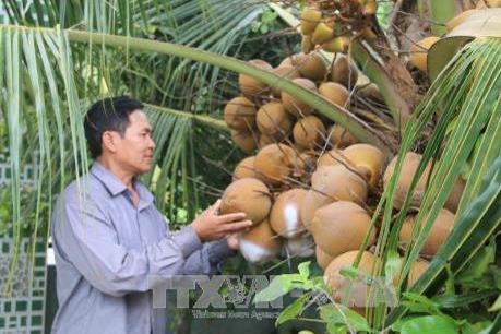 Phát triển vùng chuyên canh dừa thích ứng biến đổi khí hậu