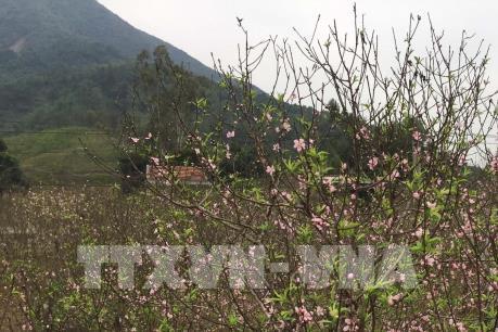 Nông dân Nghệ An lo lắng vì đào phai nở sớm