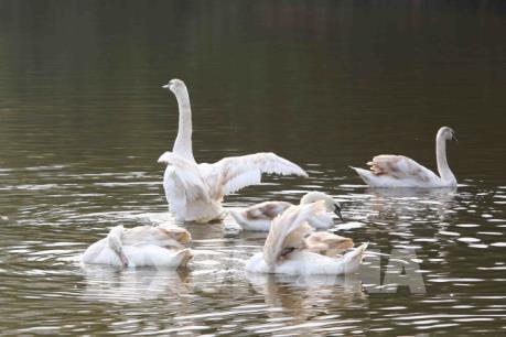 Lần đầu tiên thiên nga đen, trắng bơi lội ở hồ Gươm