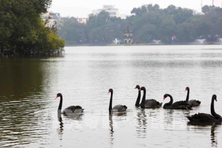 Chiêm ngưỡng thiên nga lần đầu tiên xuất hiện tại hồ Gươm