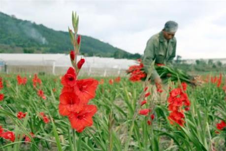 Lâm Đồng: Làng hoa layơn vào vụ Tết