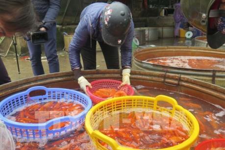 Cá chép tăng giá từng giờ trước ngày Tết ông Công, ông Táo