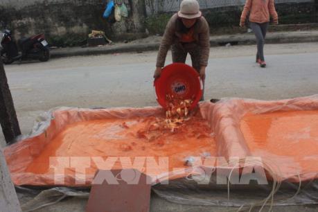 Làng nghề nuôi cá chép bội thu