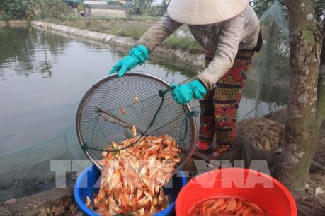 Làng nghề nuôi cá chép cho ngày tiễn ông Công, ông Táo bội thu