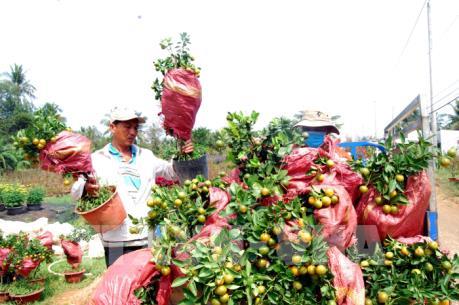 Nông dân vui mừng vì hoa, cây cảnh Tết tăng giá