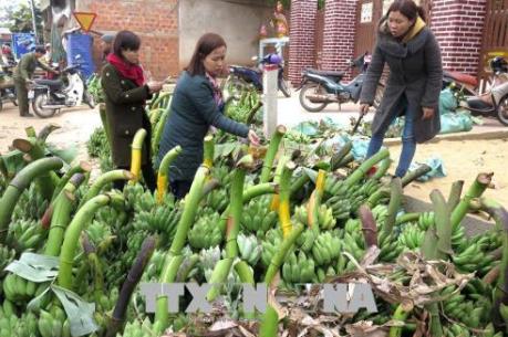 Đặc sản chuối mật mốc Tân Long được mùa vụ Tết