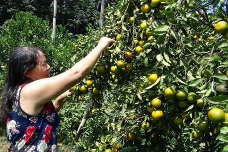 Thất thu vụ quýt Tết