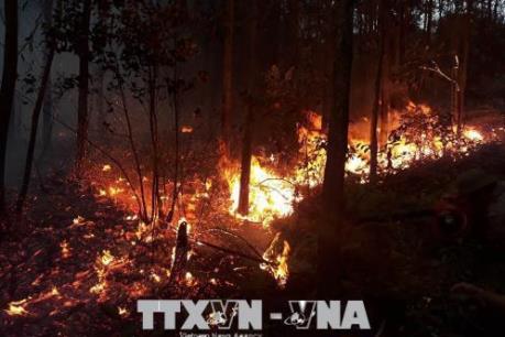 Quảng Ninh: Cháy lớn ở rừng thông tại Đại Yên