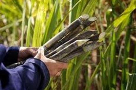 Đấu giá cổ phần của Tổng Công ty Mía đường II
